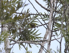 Crithagra hyposticta