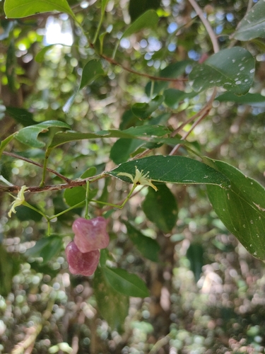 Acronychia laevis (Acronychia laevis)