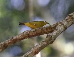 Zosterops anderssoni stierlingi