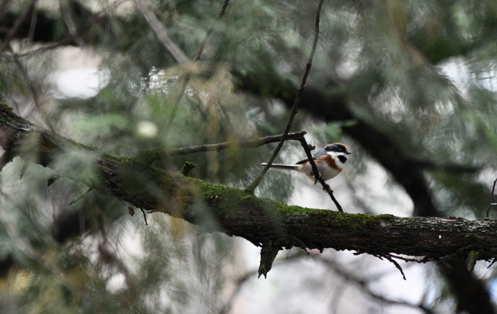 Black-throated Bushtit
