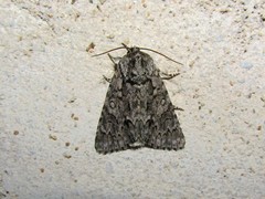 Acronicta euphorbiae