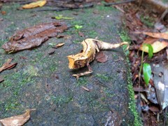 Brookesia griveaudi