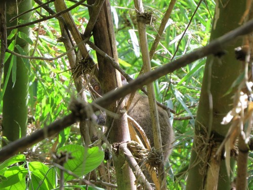 Northern Bamboo Lemur