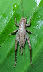 Hapithinae