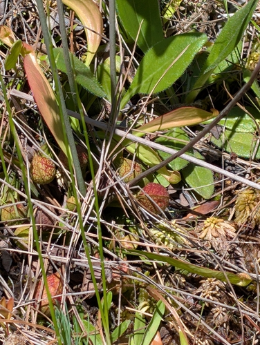 Image of Sarracenia psittacina by (c) Scott Allen Davis, some rights reserved (CC BY)