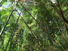 Gasteracantha rhomboidea madagascariensis