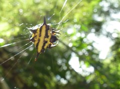 Gasteracantha rhomboidea madagascariensis