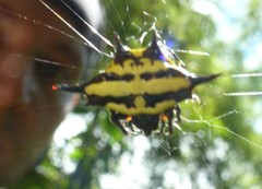 Gasteracantha rhomboidea madagascariensis