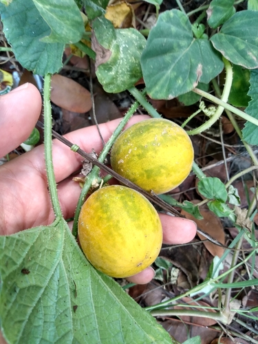 Cucumis melo image