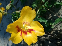 Cochlospermum wrightii