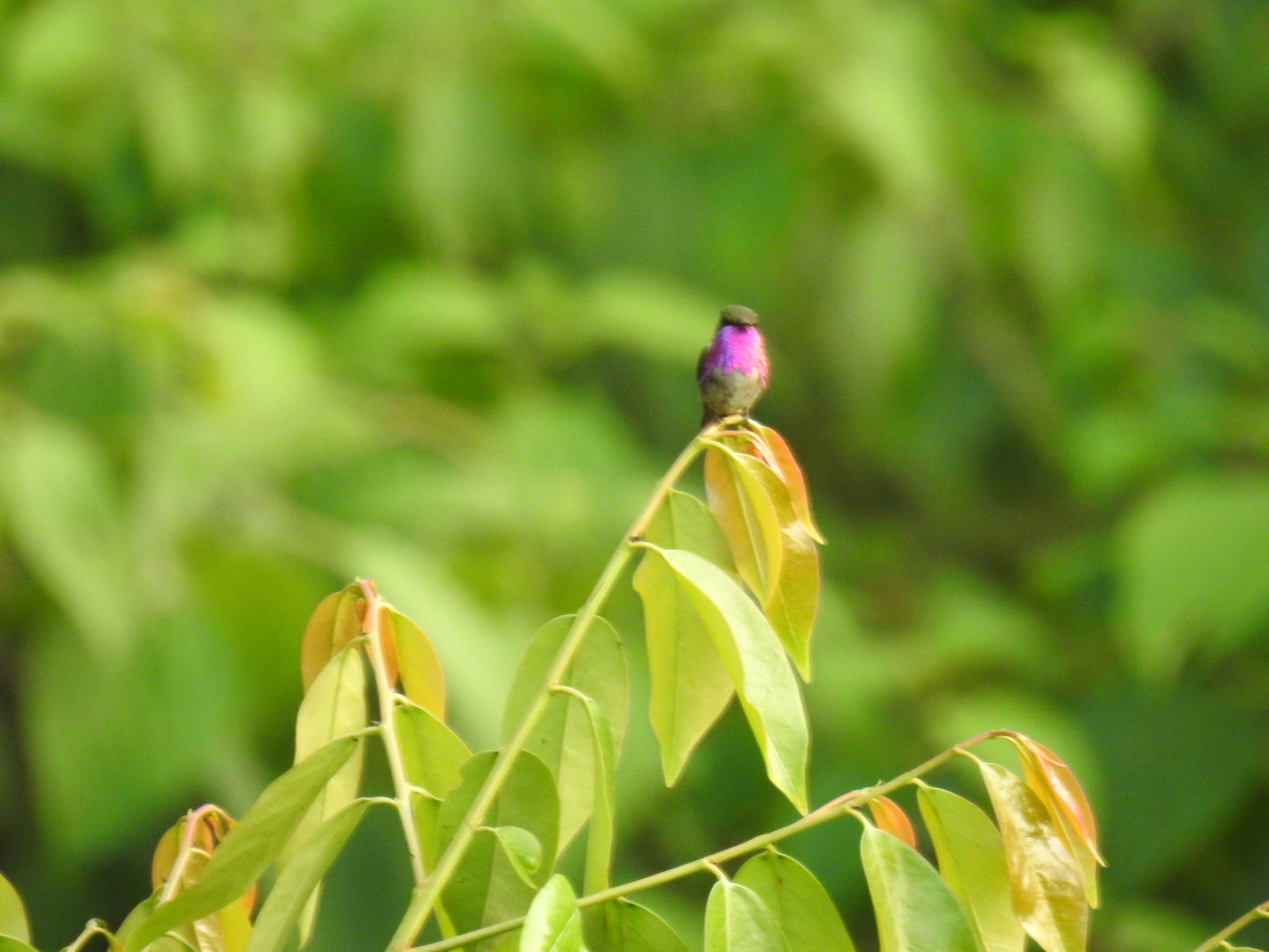 Wine-throated Hummingbird (Selasphorus ellioti), photo 1