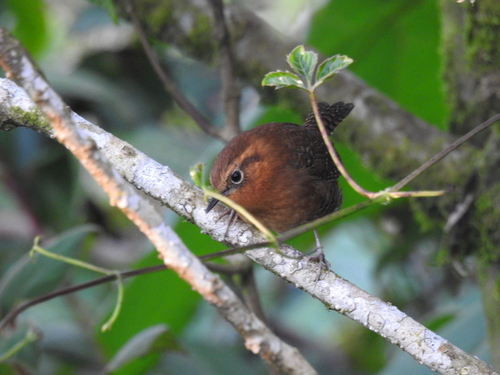 Rufous-browed Wren (Troglodytes rufociliatus), photo 3