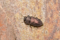 Anthaxia carmen carmen