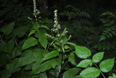 Parasenecio roborowskii