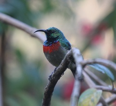 Cinnyris usambaricus