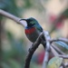 Usambara Double-collared Sunbird - Photo (c) Mikael Bauer, some rights reserved (CC BY-NC)