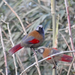 Red-Winged Laughingthrush photo 4