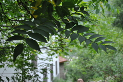 Sorbaria kirilowii