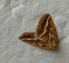 Caripeta angustiorata