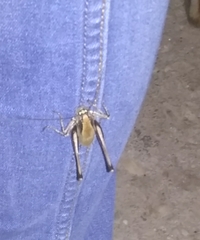 Eupholidoptera smyrnensis