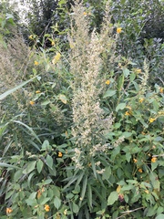 Artemisia serrata