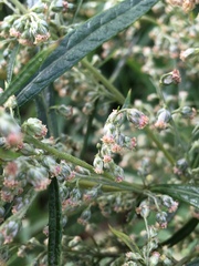 Artemisia serrata