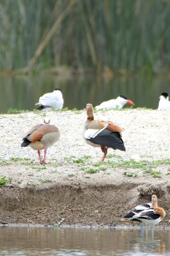 iNaturalist observation photo of Egyptian Goose