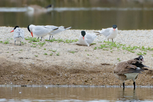 iNaturalist observation photo of Caspian Tern