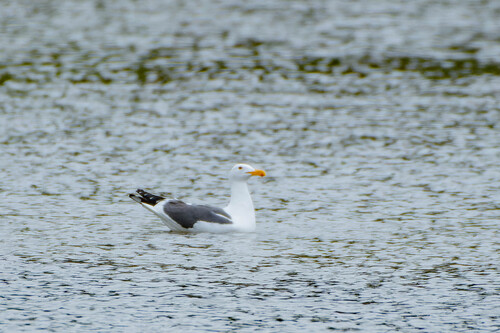 iNaturalist observation photo of Western Gull