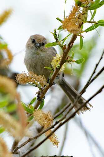 iNaturalist observation photo of Bushtit