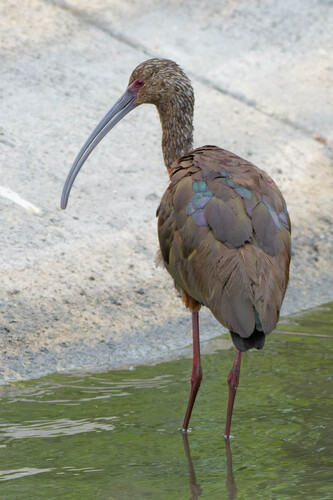 iNaturalist observation photo of White-faced Ibis