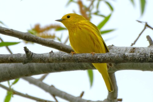 iNaturalist observation photo of Northern Yellow Warbler
