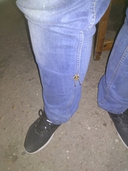 Eupholidoptera smyrnensis