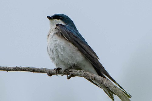 iNaturalist observation photo of Tree Swallow