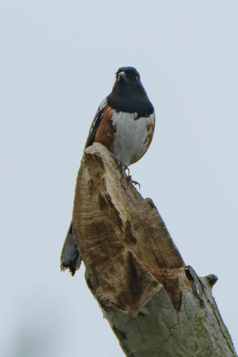 iNaturalist observation photo of Spotted Towhee