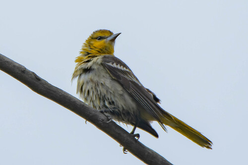 iNaturalist observation photo of Bullock's Oriole