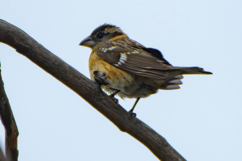 iNaturalist observation photo of Black-headed Grosbeak