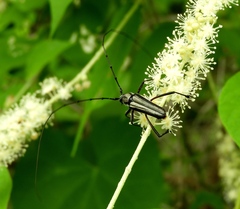 Pseudodeltaspis cyanea