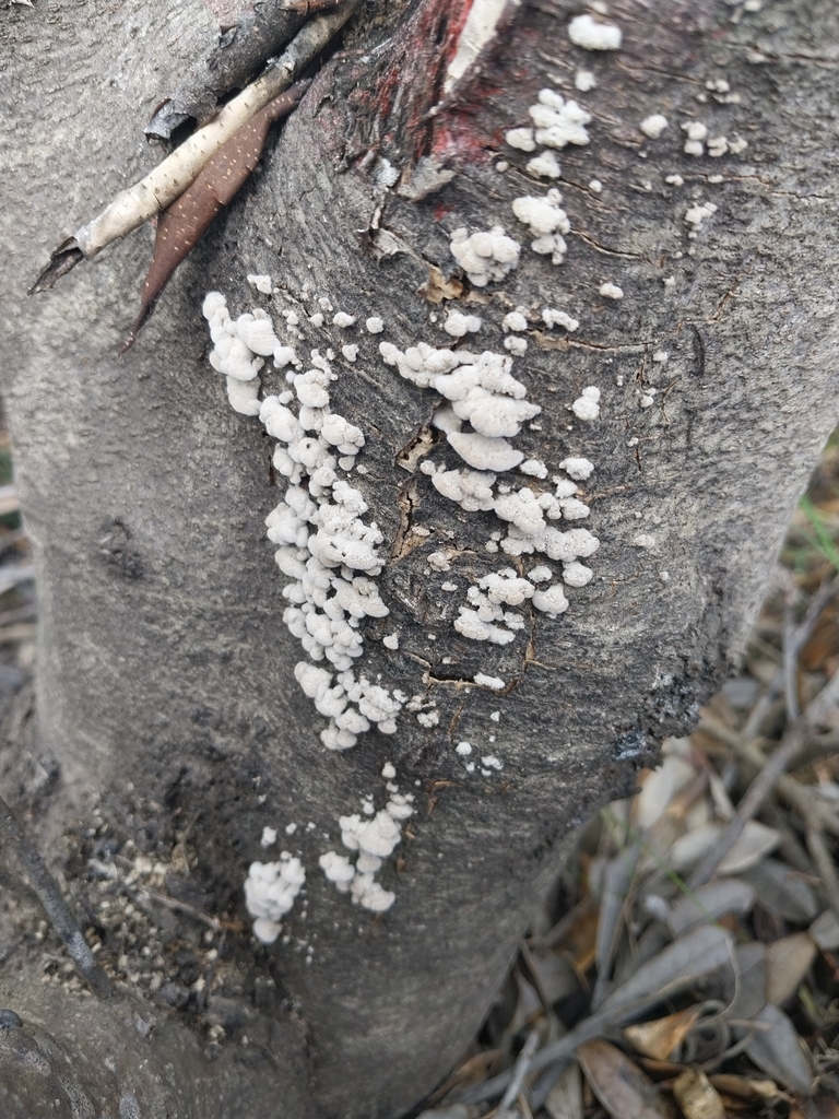 Schizophyllum commune · April 2025 · photo: © kiwialli (iNaturalist, cc-by)