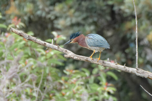 iNaturalist observation photo of Green Heron