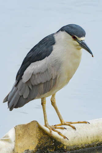 iNaturalist observation photo of Black-crowned Night Heron