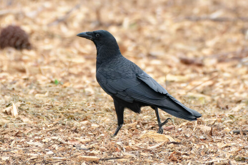 iNaturalist observation photo of American Crow