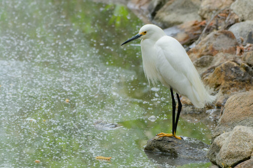 iNaturalist observation photo of Snowy Egret