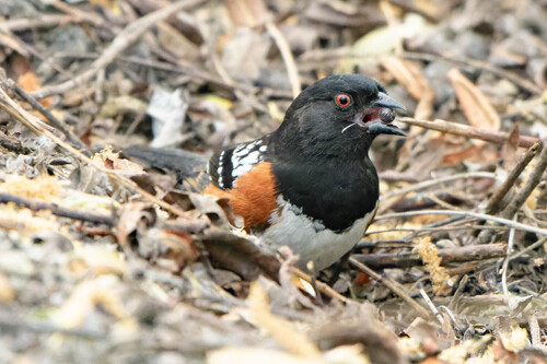 iNaturalist observation photo of Spotted Towhee