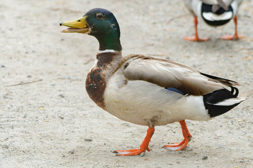 iNaturalist observation photo of Mallard