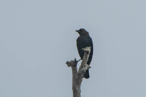 iNaturalist observation photo of Brown-headed Cowbird