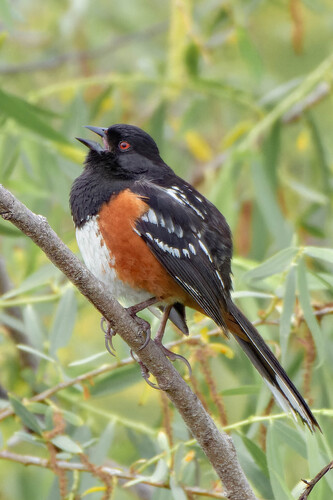 iNaturalist observation photo of Spotted Towhee