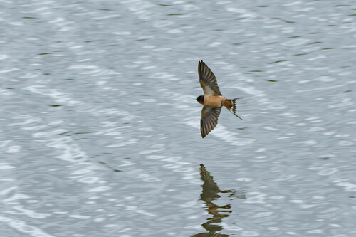iNaturalist observation photo of Barn Swallow
