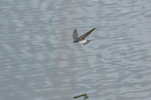 iNaturalist observation photo of Tree Swallow