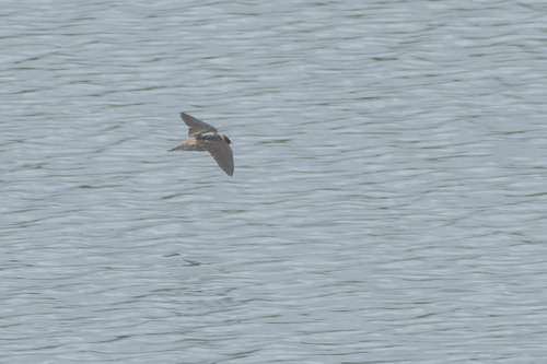iNaturalist observation photo of Cliff Swallow